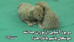 حال دو توله یوزپلنگ پیداشده خوب است/ محیط زیست: برای زنده ماندن یوزهای جدید کم نمی گذاریم (فیلم)