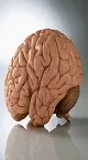 مغز انسان؛ فرماندهی کوچک با قدرتی بی پایان (+اینفوگرافیک)