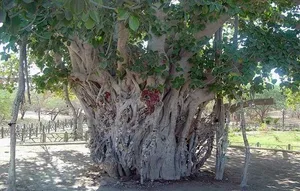درخت انجیر ۵۰۰ ساله کیش از بین رفت (فیلم)