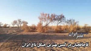100 تن قاچاق تاغ در شش ماه گذشته/ دستبرد به یک سایت مطالعاتی (فیلم)