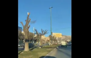 هرس درختان به سبک شهرداری ایلام (فیلم)