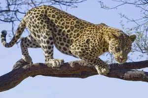 مشاهده پلنگ در حاشیه باغات رودافشان دماوند