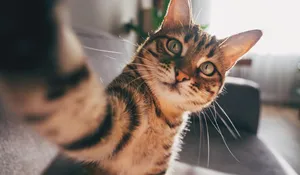 گربه ها شاهکار تکامل هستند؟ 8 ویژگی عجیب که آن ها را منحصر به فرد می کند
