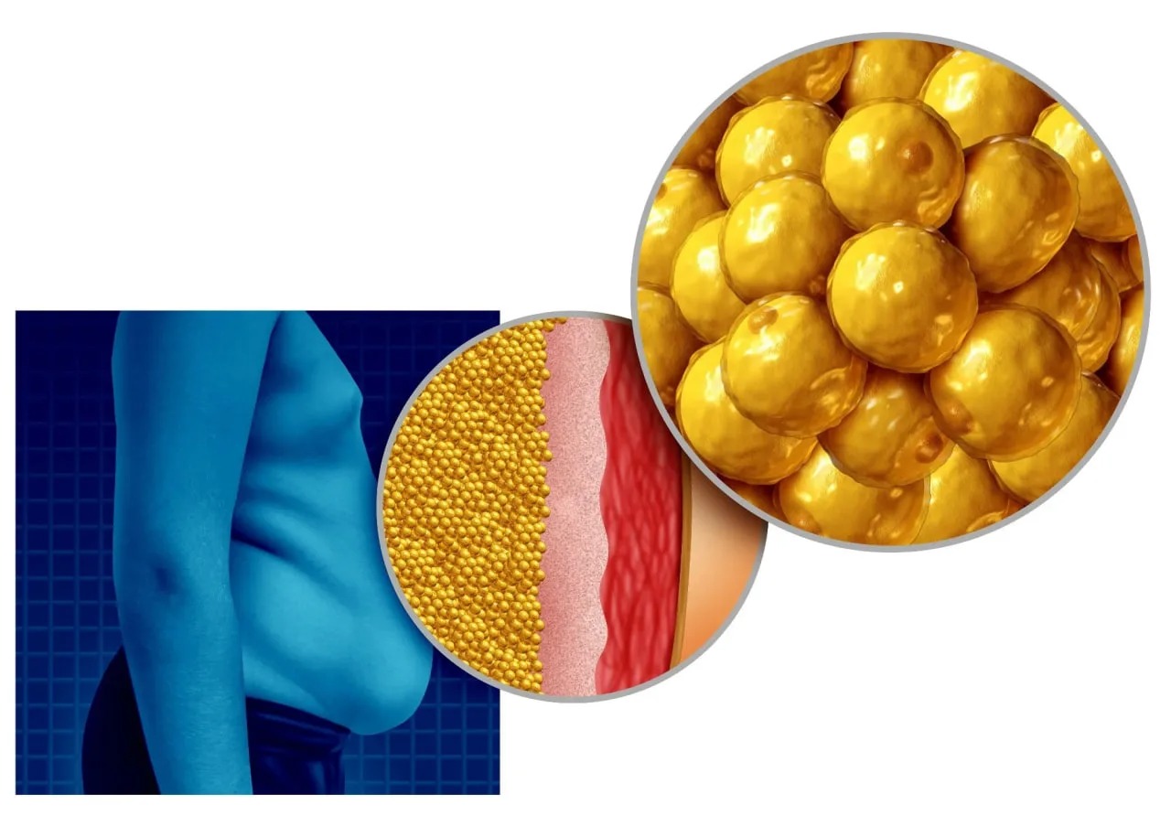 یافته جدید پژوهشگران: چربی قهوهای در بدن میتواند برای سلامت قلب و روان مفید باشد یافته جدید پژوهشگران: چربی قهوهای در بدن میتواند برای سلامت قلب و روان مفید باشد