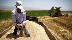 گلایه بنیاد ملی گندمکاران از عدم واریز پول خرید تضمینی