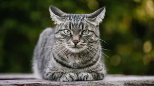 ببینید| سقوط گربه در حال اجرای حرکات نمایشی