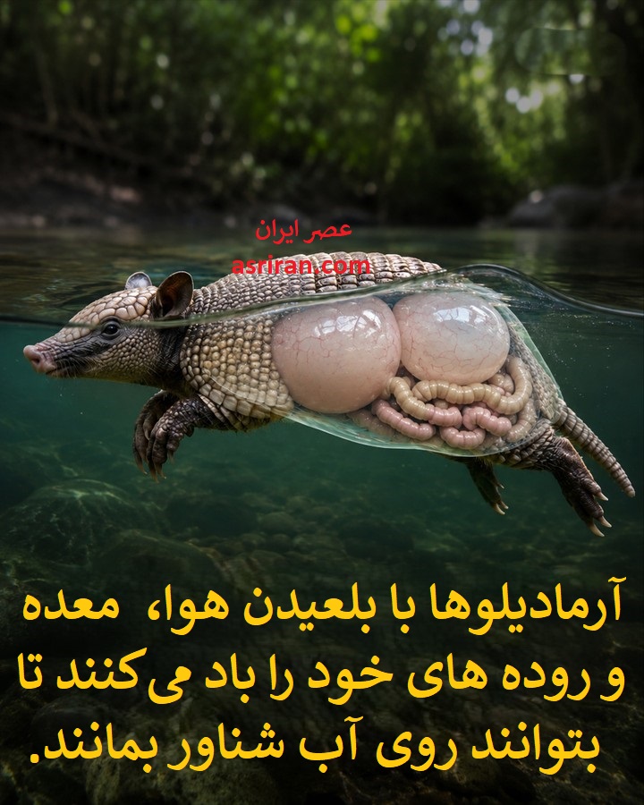 حیوان زره پوشی که معده اش را مثل جلیقه نجات باد می کند! (+ عکس) 2