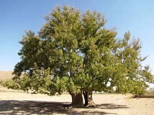ببینید| قطع شاخ و برگ درخت بلوط برای تامین خوراک دام