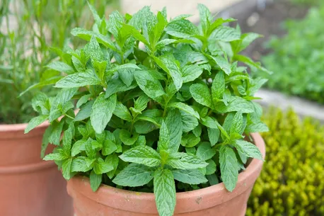 از نعناع شکلاتی تا نعناع آناناسی؛ با عجیب ترین انواع نعناع آشنا شوید (+اینفوگرافیک)