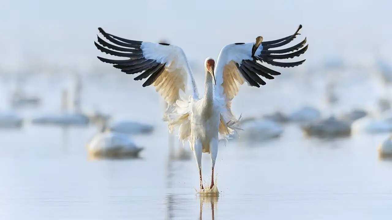 درنا درنا