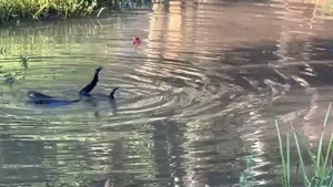 ببینید| مبارزه دو مار در آب