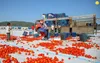 خشک کردن گوجه ترکیه