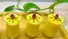 طرز تهیه فرنی بستنی خوشمزه و مجلسی!