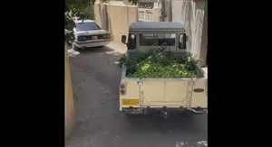 آغاز فصل برداشت انبه در برخی روستاهای عمان