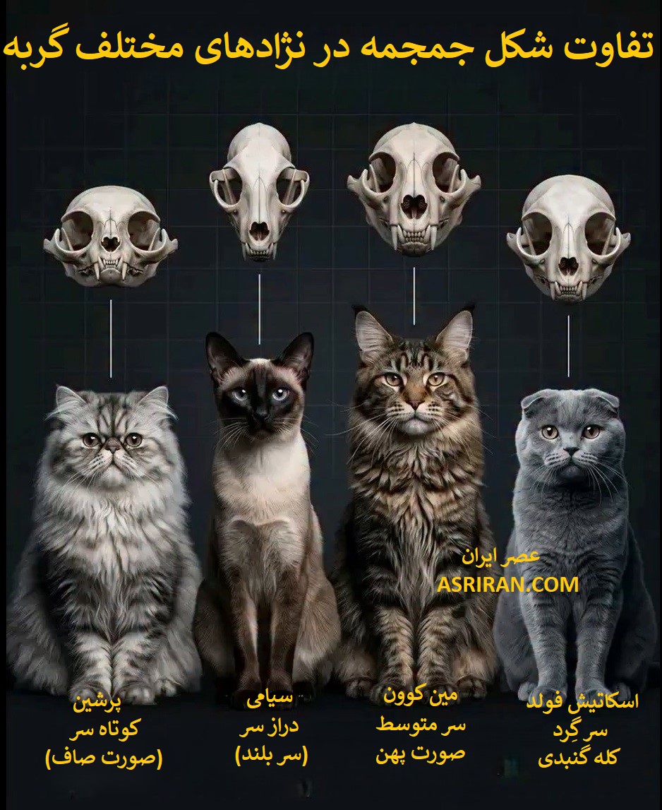 نژادهای گربه خانگی نتیجه ترکیبی از تنوع ژنتیکی طبیعی و انتخاب مصنوعی انسان هستند. در این فرایند، انسان بدون دستکاری ژنتیکی مستقیم، با انتخاب هدفمند برای جفت گیری، به مرور برخی ویژگی های ظاهری و استخوانی را در نسل های بعدی تقویت کرده است. این فرایند در چارچوب تعریف شده نژادها در سازمان های ثبت نژاد گربه انجام می شود. نژادهای گربه خانگی نتیجه ترکیبی از تنوع ژنتیکی طبیعی و انتخاب مصنوعی انسان هستند. در این فرایند، انسان بدون دستکاری ژنتیکی مستقیم، با انتخاب هدفمند برای جفت گیری، به مرور برخی ویژگی های ظاهری و استخوانی را در نسل های بعدی تقویت کرده است. این فرایند در چارچوب تعریف شده نژادها در سازمان های ثبت نژاد گربه انجام می شود.