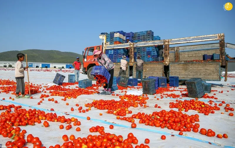 خشک کردن گوجه ترکیه