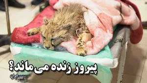 پیروز زنده می‌ماند؟ / از افت فشار خون تا نیاز به دیالیز (فیلم)