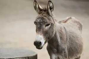 ببینید | نبرد دو سگ با الاغ