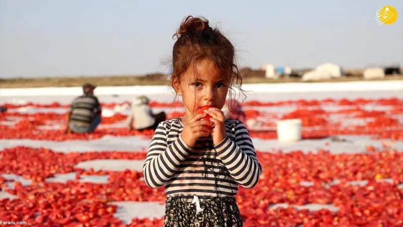 خشک کردن گوجه ترکیه
