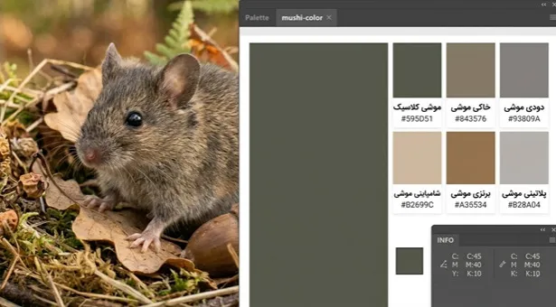 رنگ موشی رنگ موشی