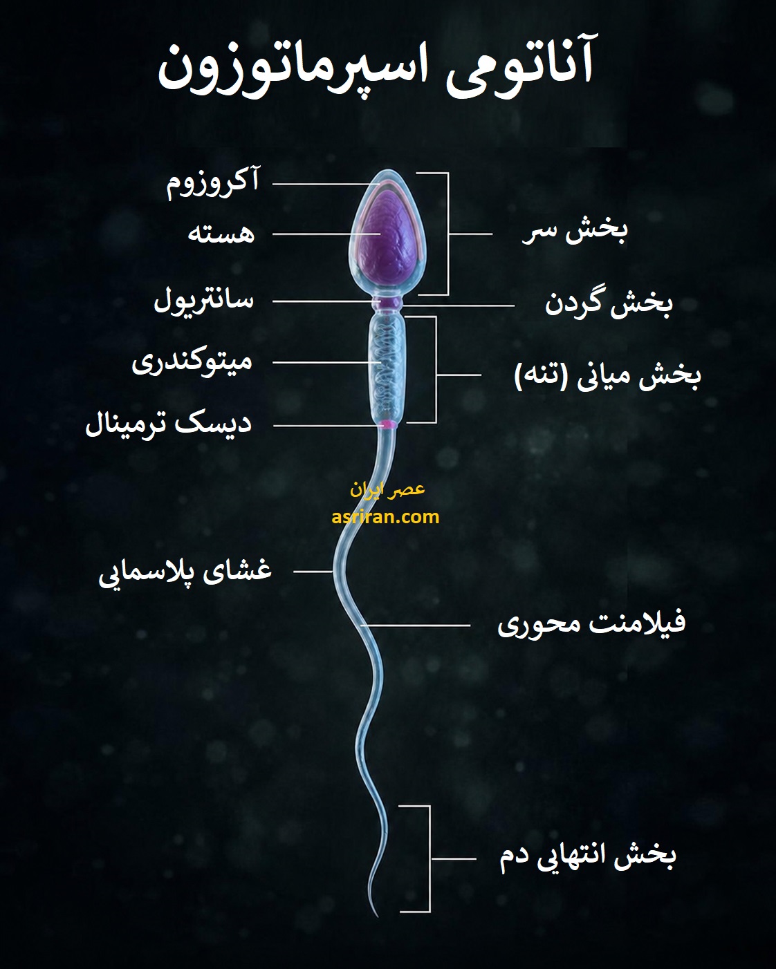 اینفوگرافیک آناتومی اسپرماتوزون اینفوگرافیک آناتومی اسپرماتوزون