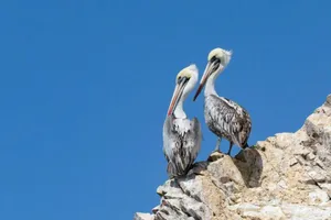 یک تمدن برای شکوفایی به چه چیز نیاز دارد؟ پاسخ باستان‌شناسان «فضولات پرندگان» است