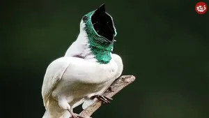 زنگ‌مرغ سفید؛ بلندترین صدا در جهان پرندگان