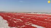خشک کردن گوجه ترکیه