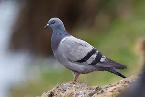ببینید | نجات کبوتر گرفتار توسط مامور اداره برق