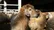 قیمت دام زنده در آستانه عید قربان؛ هر کیلو ۷۳۰ هزار تومان