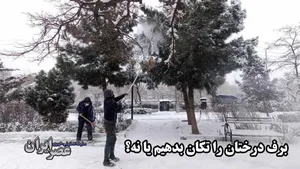 برف روی درختان را بتکانیم یا نه؟/ متخصصان چه می‌گویند؟ (فیلم)