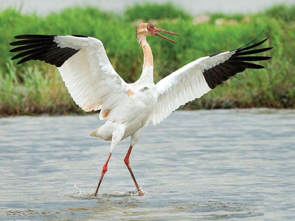 درنا درنا
