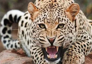 غرش و قدرت نمایی پلنگ ایرانی در جنگل‌های هیرکانی مازندران (فیلم)