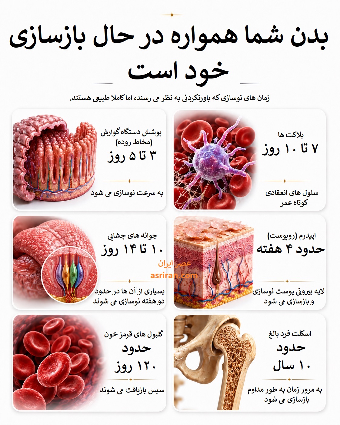 اینفوگرافیک مدت زمان بازسازی قسمت های مختلف بدن انسان اینفوگرافیک مدت زمان بازسازی قسمت های مختلف بدن انسان
