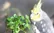 ۷ گیاه سمی و خطرناک آپارتمانی برای طوطی‌ها